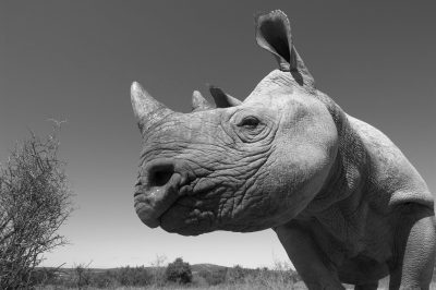 Addo Elephant National Park; Eastern Cape; South Africa, Critically endangered species